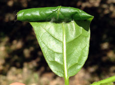 Leaf tip rolled by obliquebanded leafroller