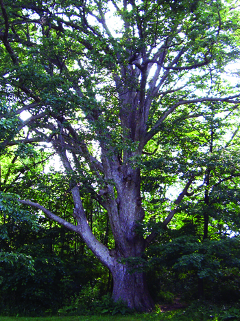 Chinkapin oak