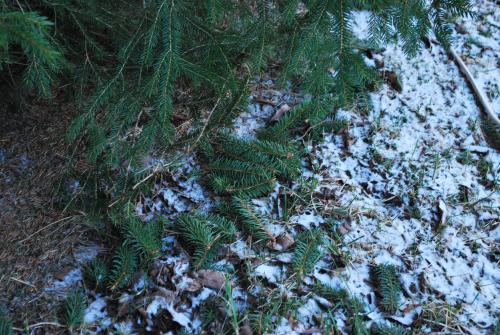 spruce damage by squirrel