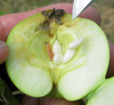 Codling moth larvae