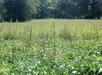 common water hemp