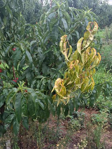 Yellowing nectarine branch.