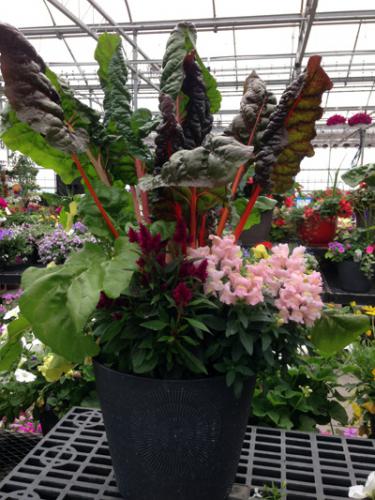 A planter containing a mix of Swiss chard.