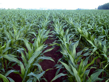 Corn planted May 6