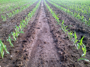 Corn planted Memorial Day