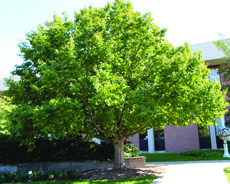 Corylus colurna 