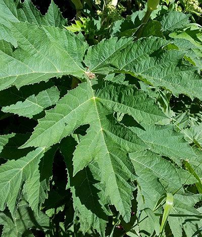 Close-up of cow parsnip leaves