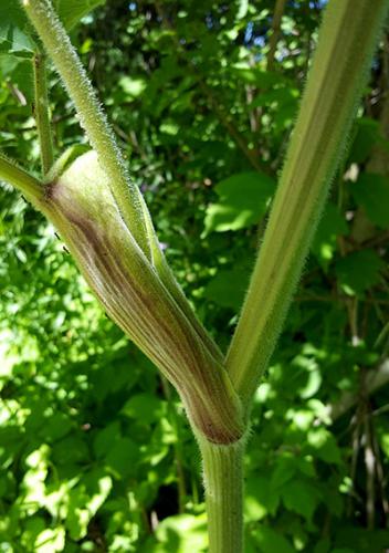 Close-up image of a cow parsnip stem.