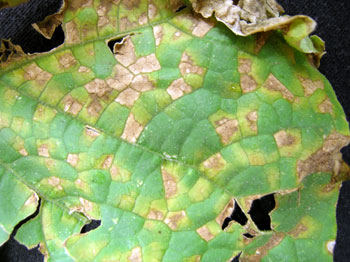 Downy mildew on cucumber