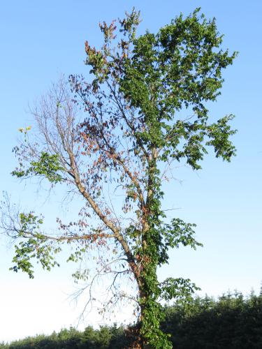 Dutch Elm Disease