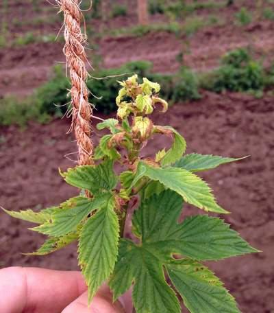 Downy mildew shoot spike