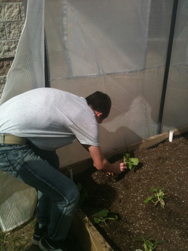 A DTNW 4-H club member tends a plant at the club gardens outside of the St. Clair County Learning Academy in Port Huron, Mich., in spring 2012.