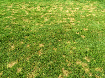 Dollar spot on turfgrass.