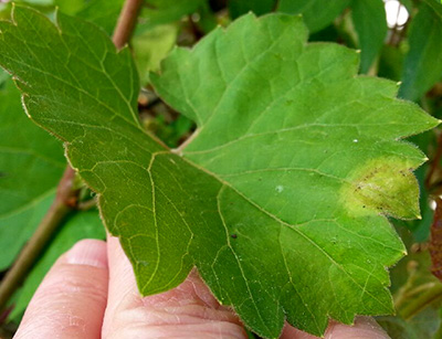 Downy mildew mark on grape leaf.