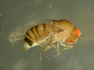 Drosophila simulans