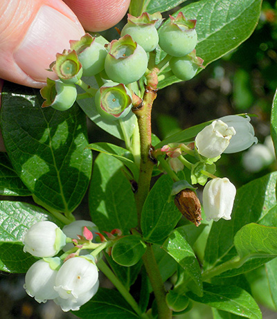 Duke blueberry shoot