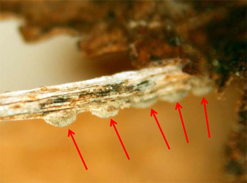 Profuse sporulation