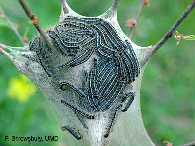Eastern Tent Caterpiller (photo by University of Maryland)