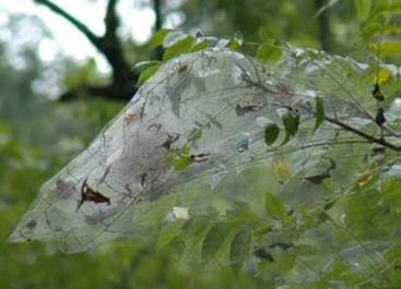 Fall Webworm (photo by West Virginia University)