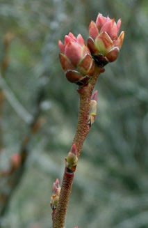 Early green tip