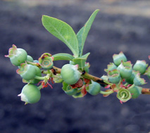 Early green fruit