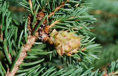 Eastern spruce adelgid feeding