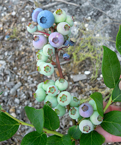 Blueberries close-up