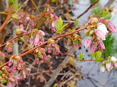 Elliot pink bud