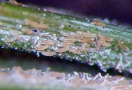 Eriophyid mites