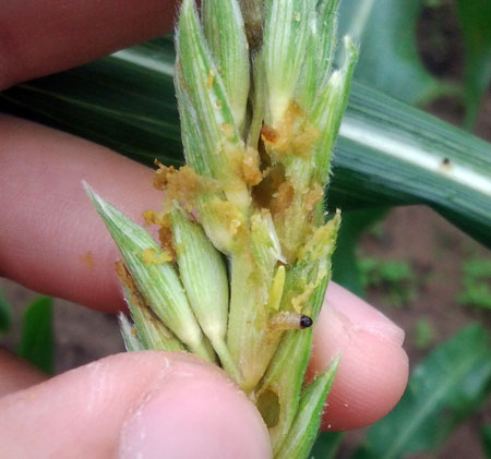 European corn borer damage