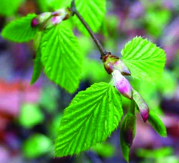 European  Hornbeam leaves