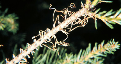 European sawfly feeding