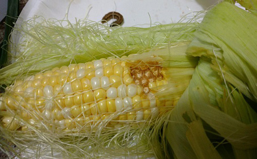 Fall armyworm damage to sweet corn ear.