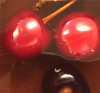 Close up of SWD larvae on a cherry