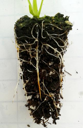 Close-up of a single celery plug with brown, rotted roots visible.