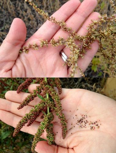 Male common waterhemp plants.