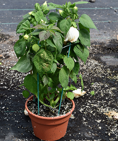 poinsettia rings around hibiscus