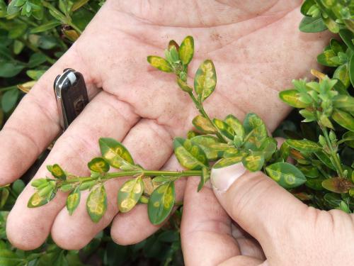 boxwood leaf miner