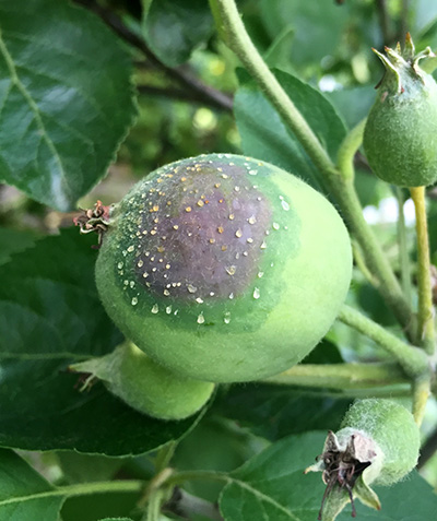 Close up of fire blight oozing