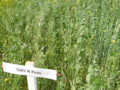oak/peas strip demonstration