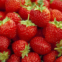 Michigan strawberries
