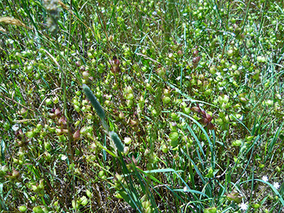 Forage grasses nearly eliminated by yellow rattle.