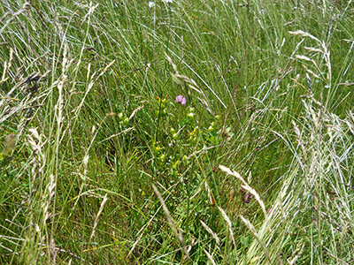 Yellow rattle getting established in grass forage.