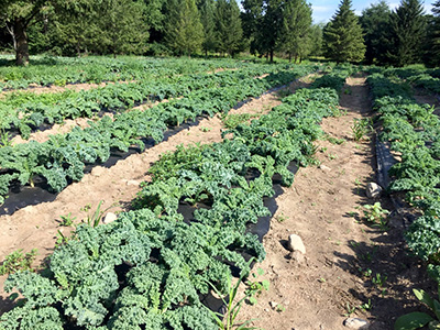 Kale field