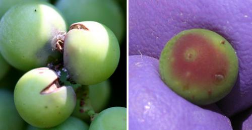 grape berry moth stings