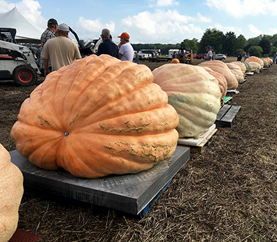 Giant pumpkins