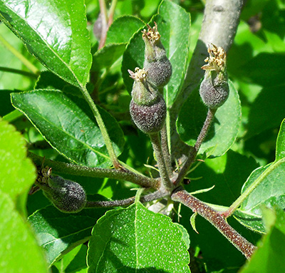 Apple fruitlets