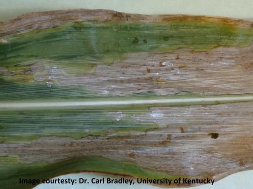 Goss wilt symptom with shiny exudate