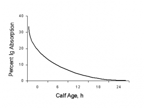 Percent of Ig adsorbed by calves within the first 24 hours of their life.