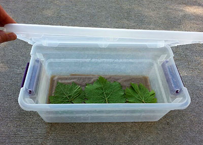 Leaves in plastic box.